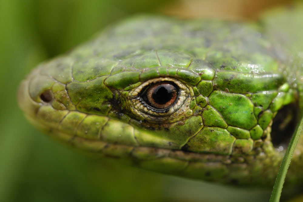 Lézard vert