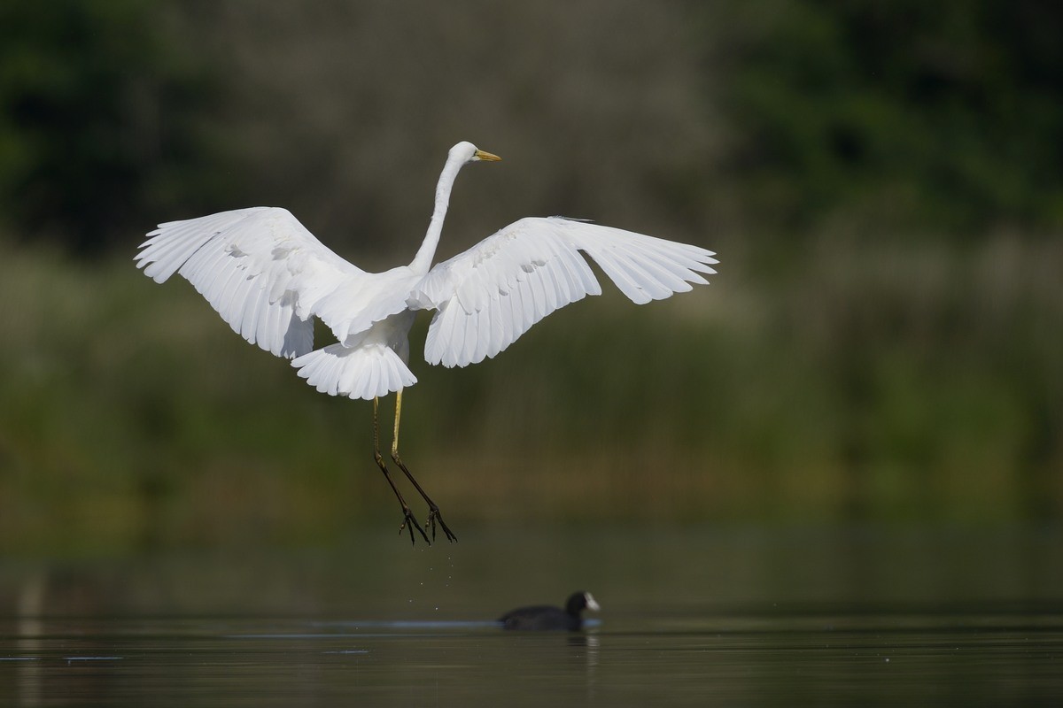 Grande aigrette.