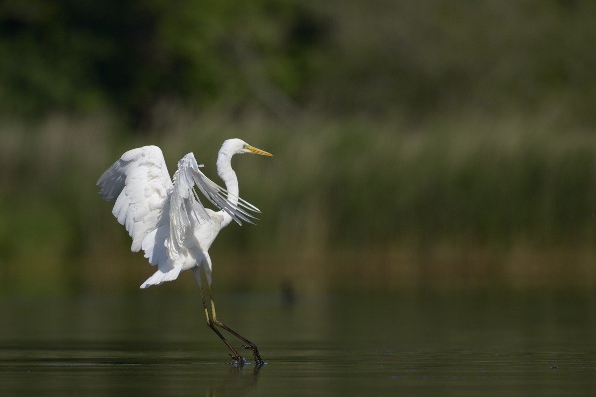 Grande aigrette.