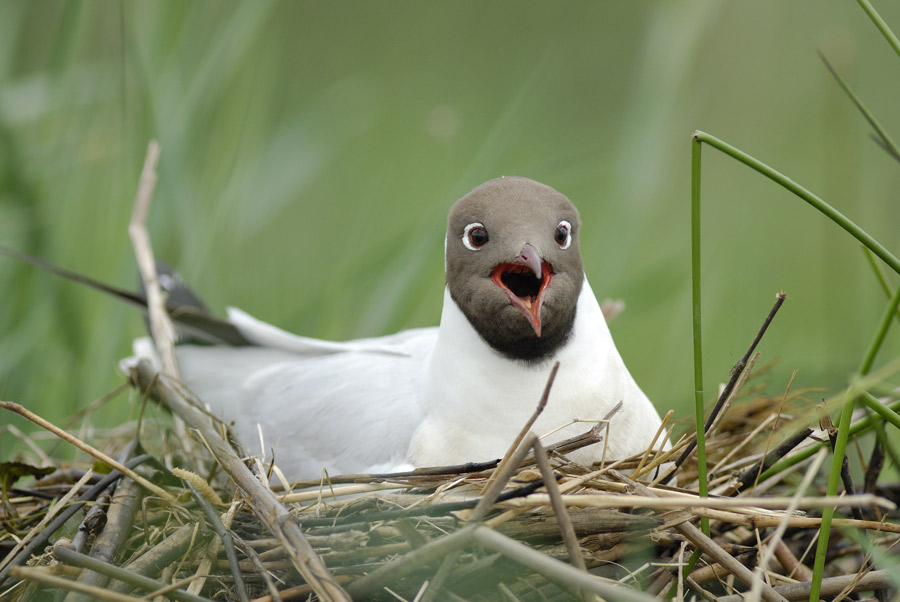 Mouette rieuse (sur son nid)