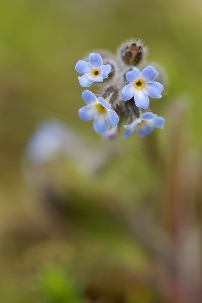 Myosotis ramosissima