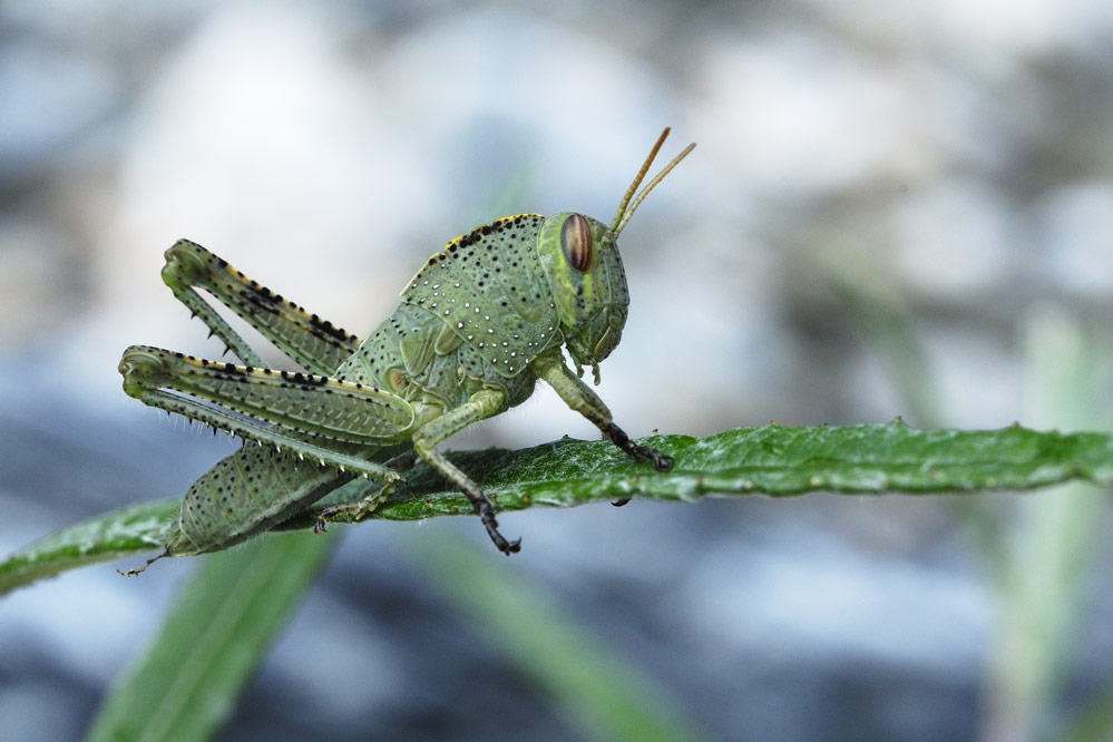 Criquet égytien ( immature ).