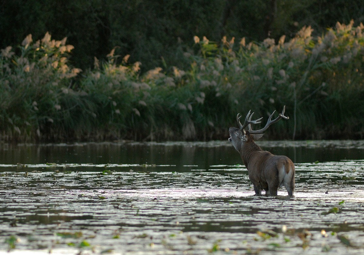 Cerf au brame.