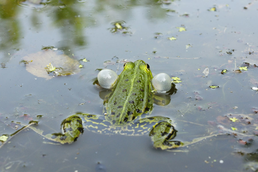 Grenouille verte mâle