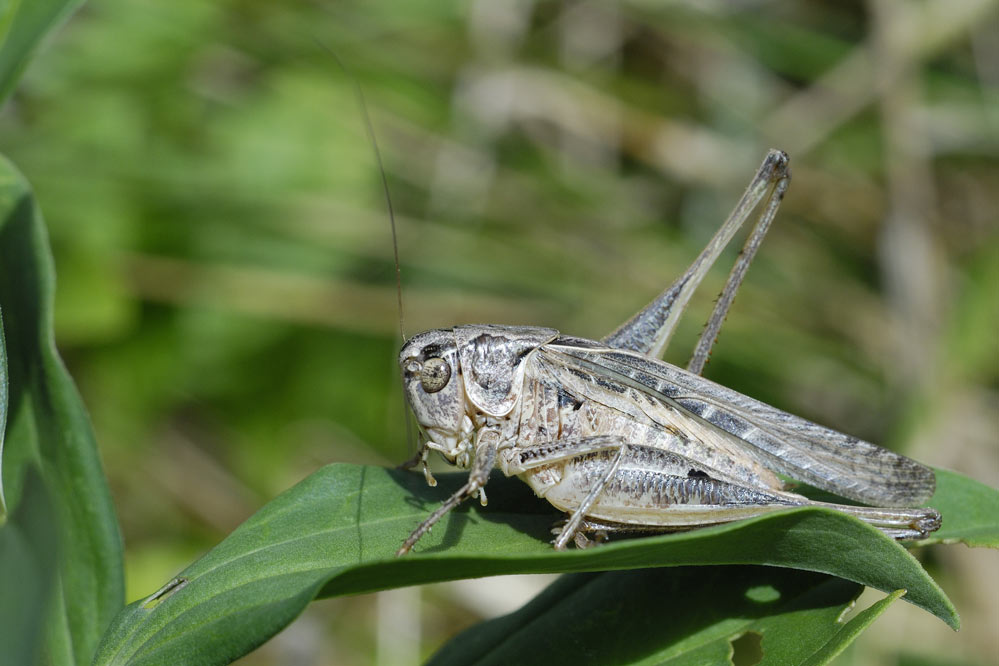 Sauterelle ( Platycleis albopunctata).