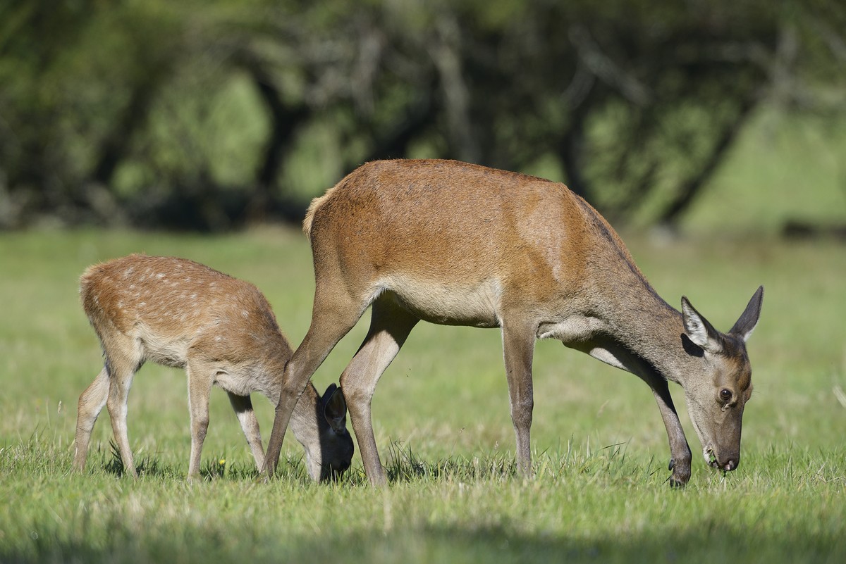 Biche et faon.