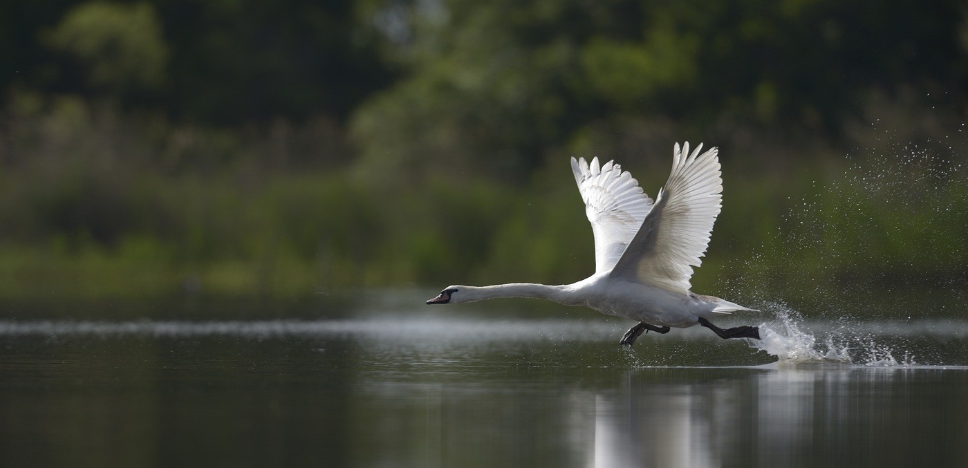 Cygne tuberculé.