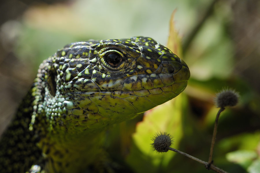 Lézard vert