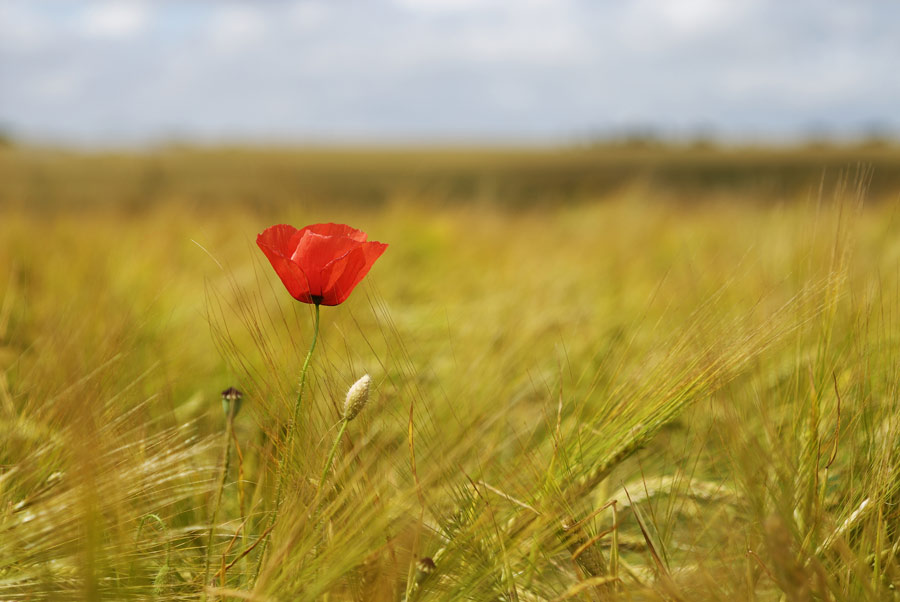 Coquelicot