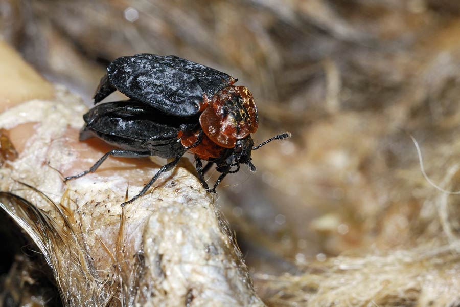 Carabique nécrophore couple ( Oiceoptoma thoracicum )