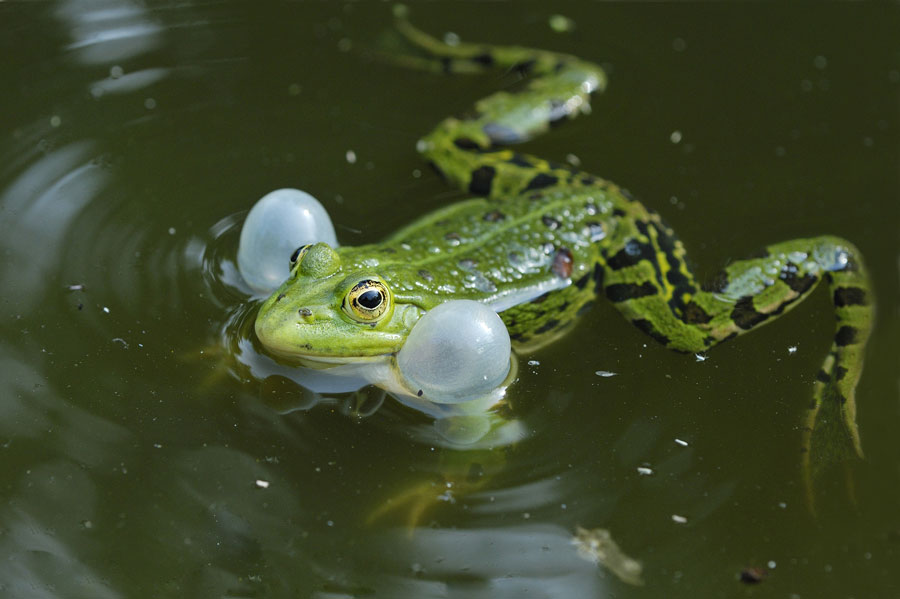 Grenouille verte (mâle au chant)