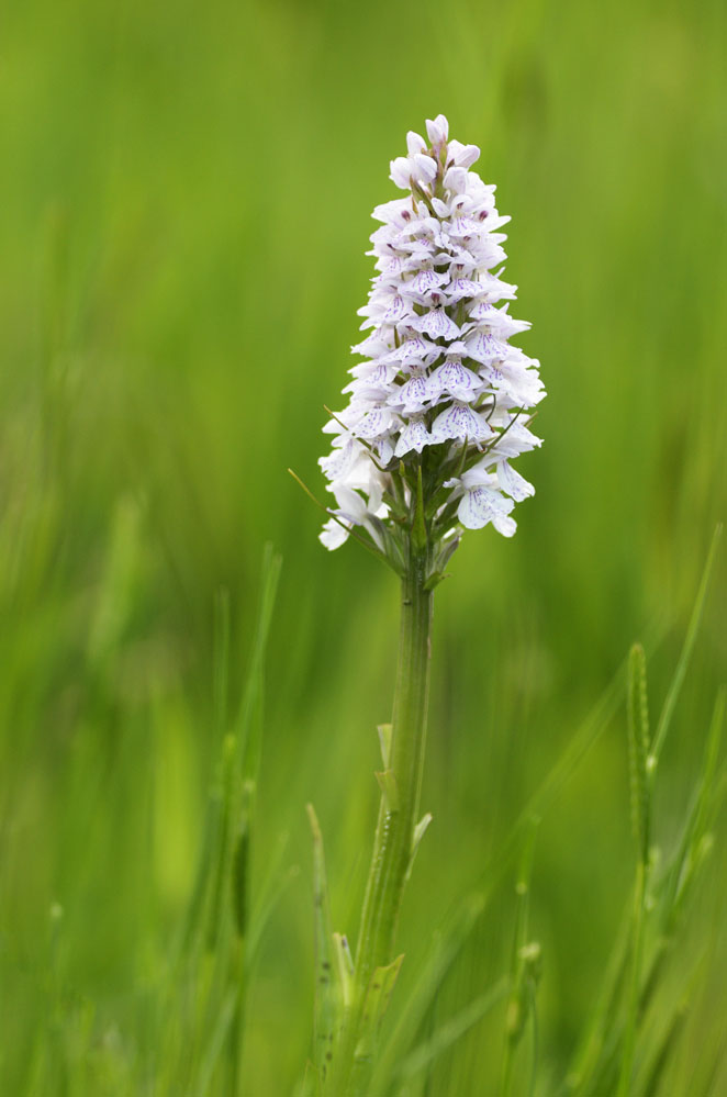 Orchis tachetée (dactylorhiza maculata)