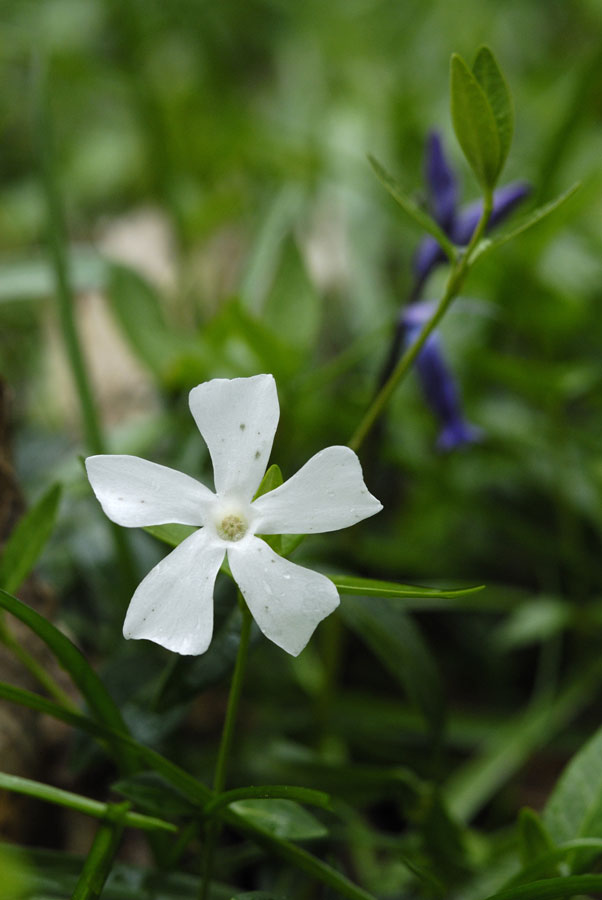 Petite pervenche ( blanche )