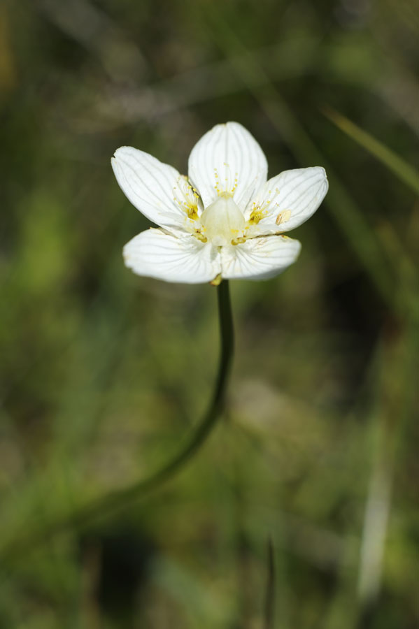 Parnassie des marais