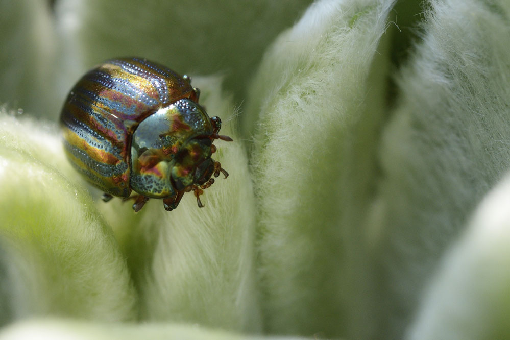 Chrysomèle (femelle de oreina cerealis)