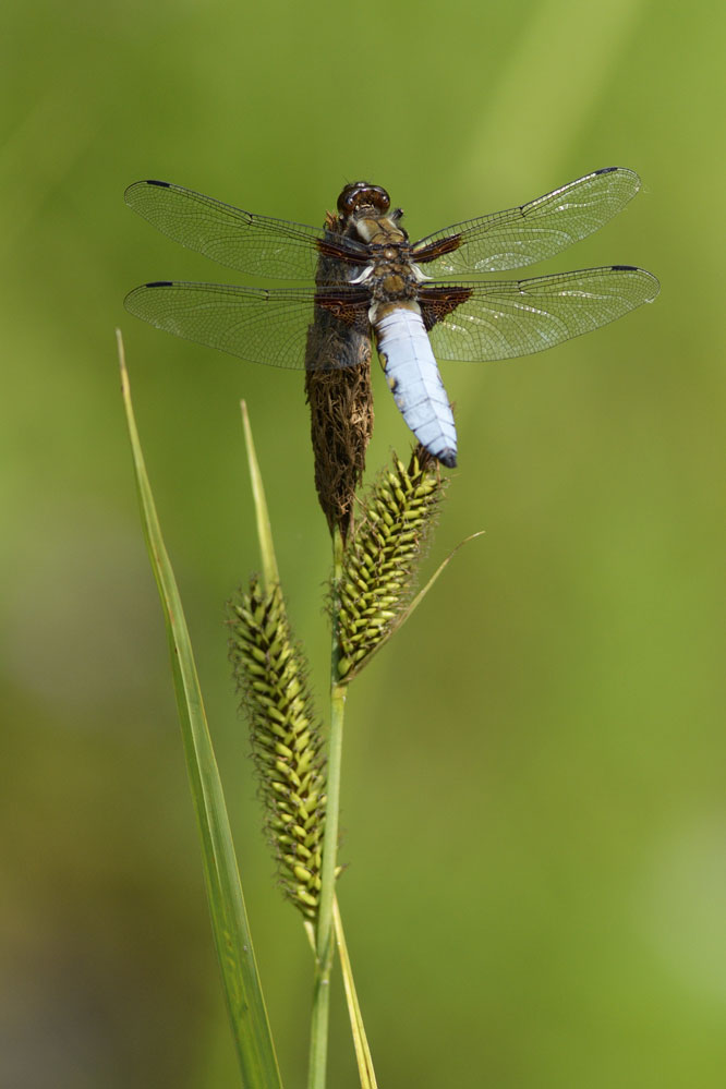 Libellule déprimée (mâle)