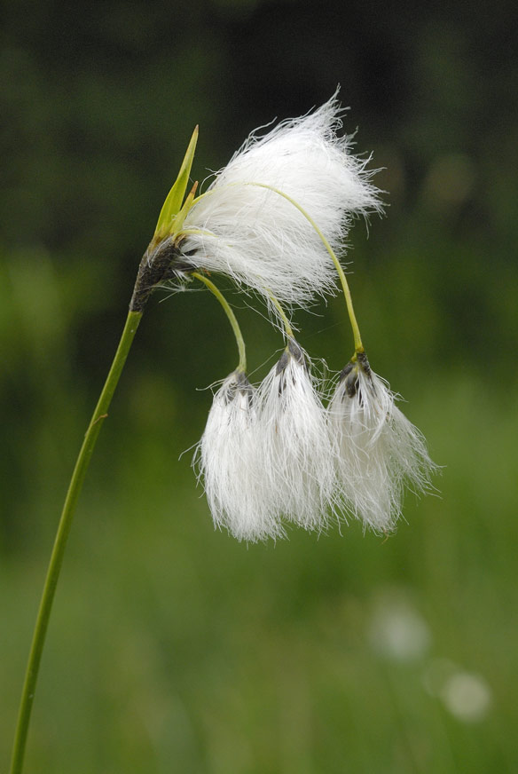 Grande linaigrette