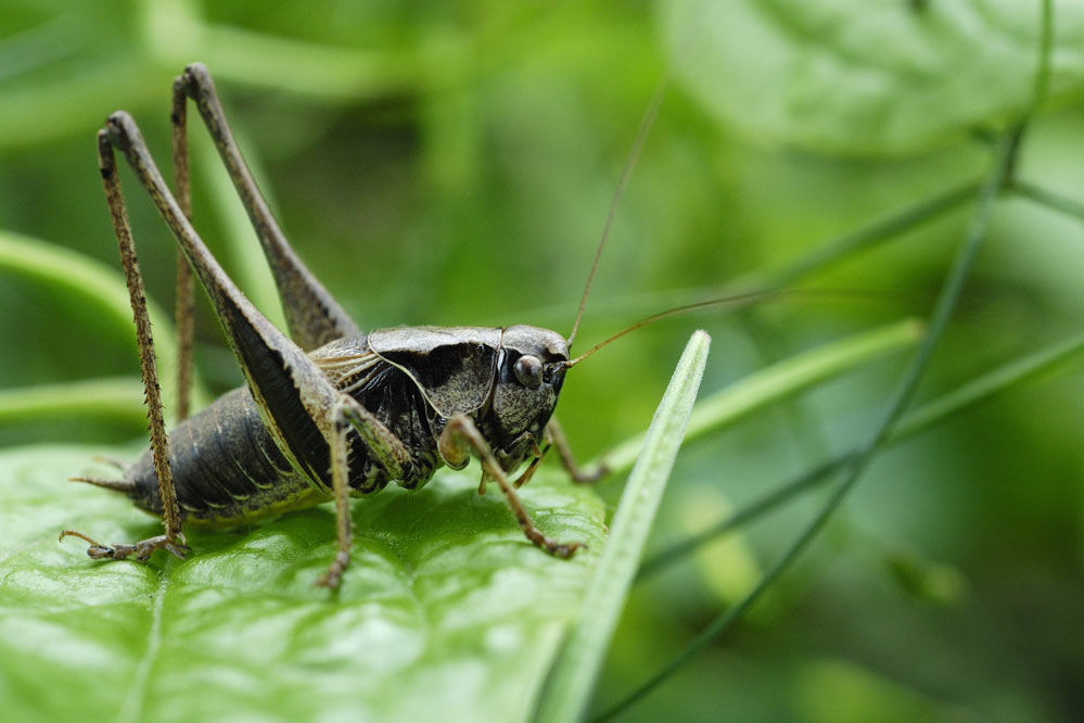 Sauterelle (Antaxius pedestris ).