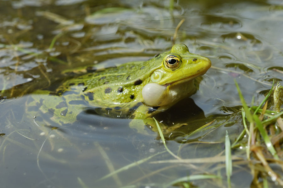 Grenouille verte