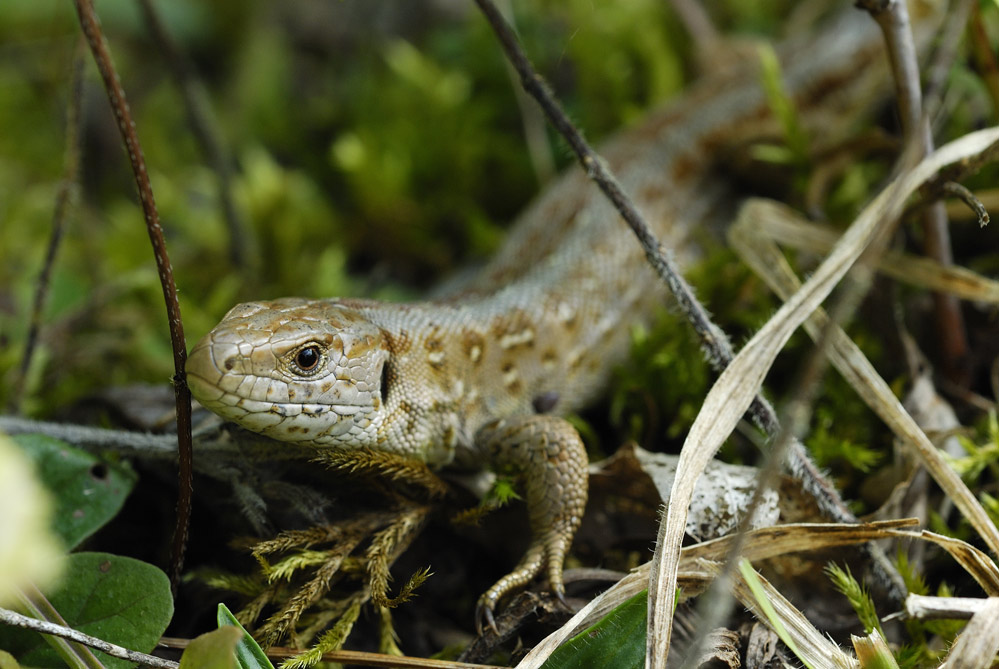 Lézard des souches (femelle)