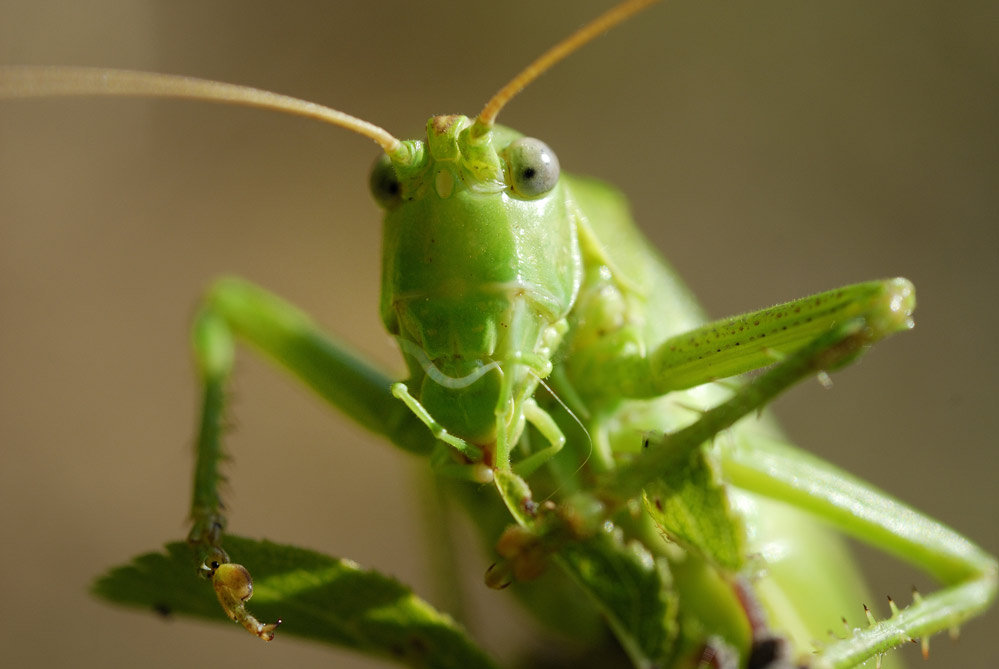 Grande sauterelle verte