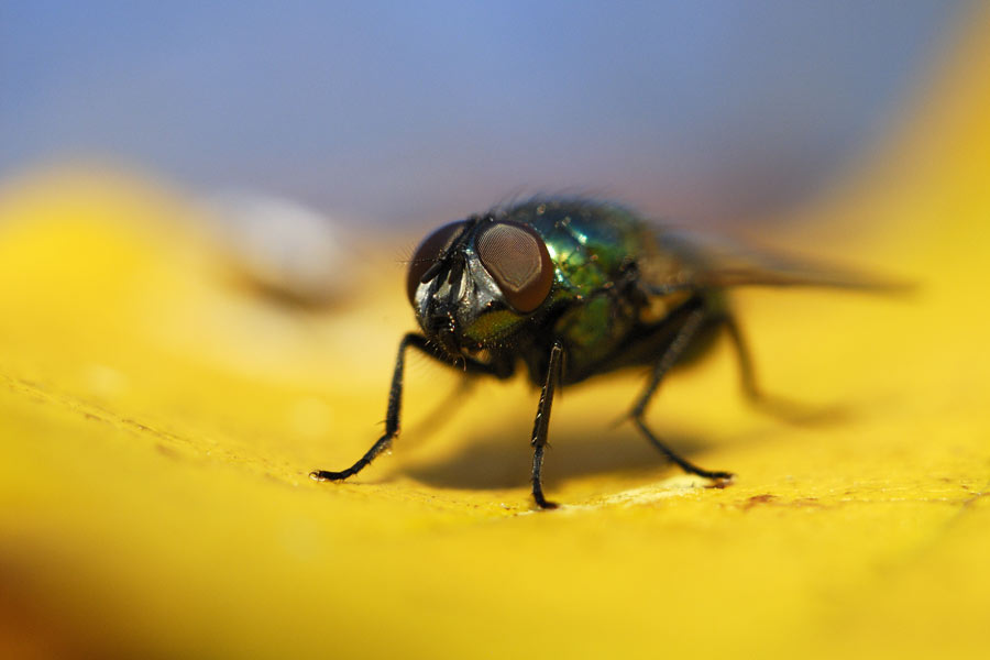 Mouche verte.