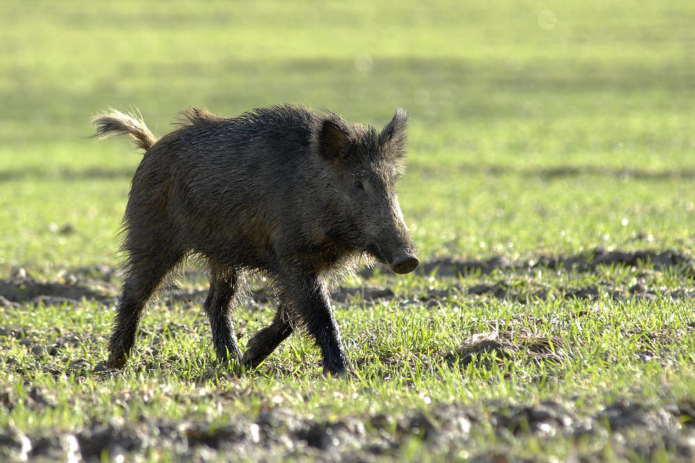 Sanglier mâle