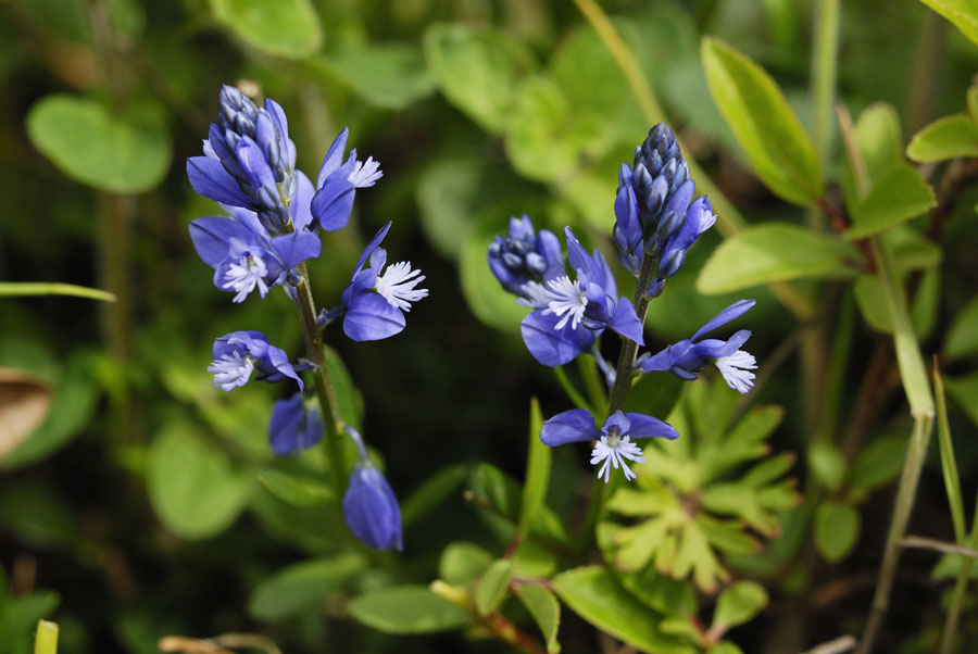 Polygala commun