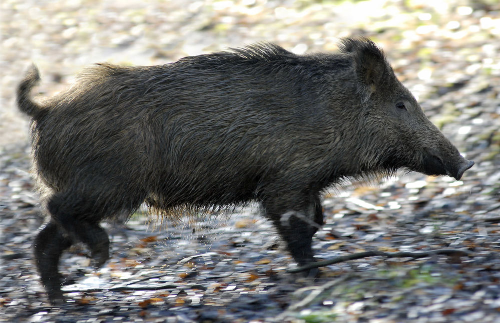 Sanglier mâle