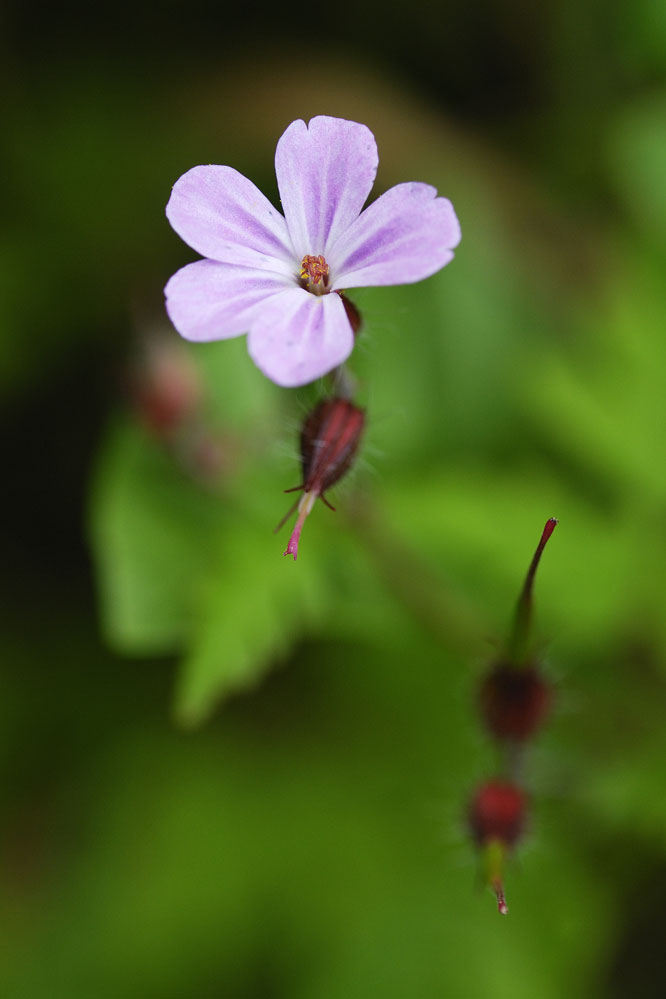 Géranium herbe à robert