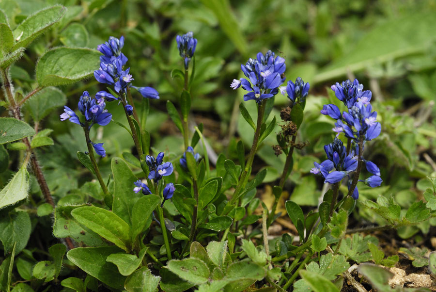 Polygala commun