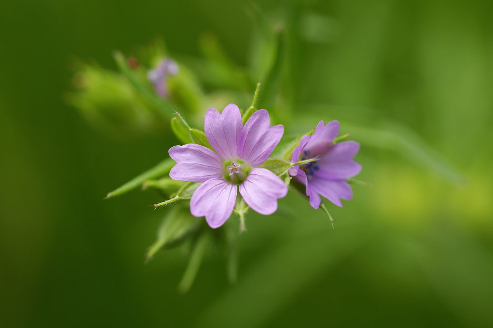 Géranium molle