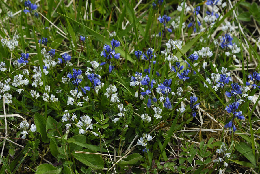 Polygala commun