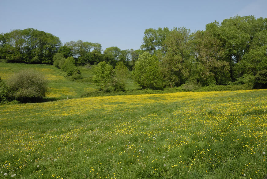 Prairie naturelle fleurie