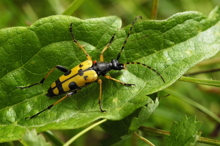 Longicorne (rupela maculata)