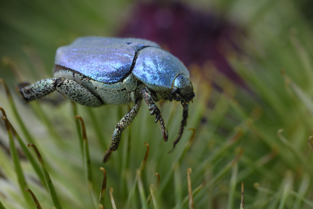 Hoplie bleue