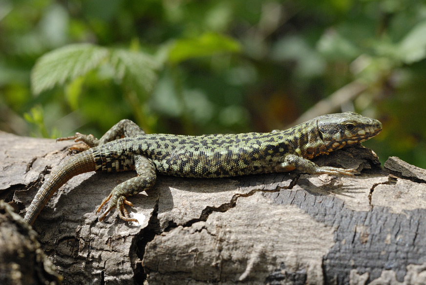 Lézard des murailles