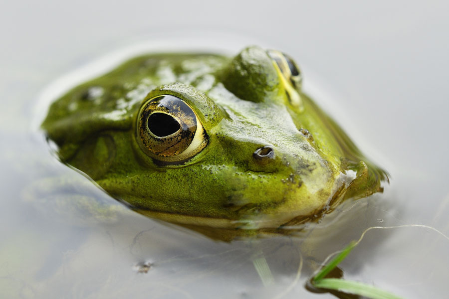 Grenouille verte mâle