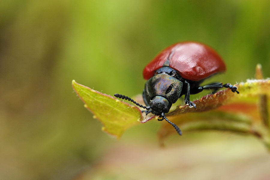 Chrysomèle du peuplier (Melasoma populi )