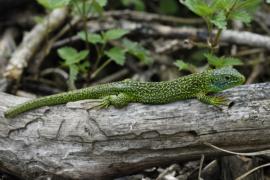 Lézard vert