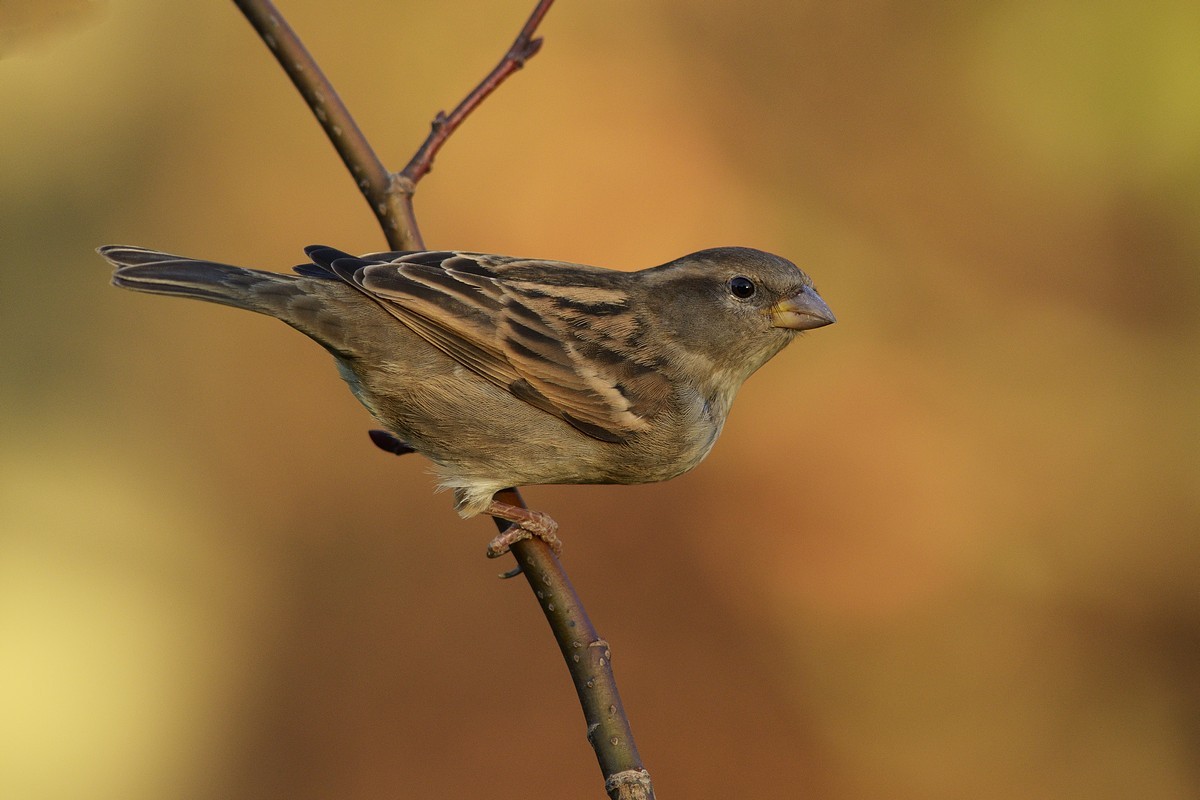 Moineau domestique femelle.