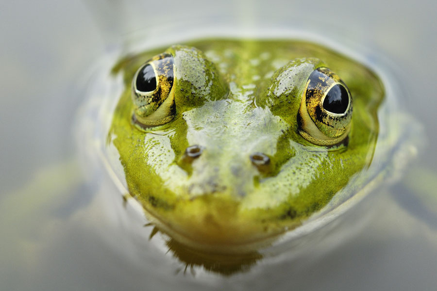 Grenouille verte mâle