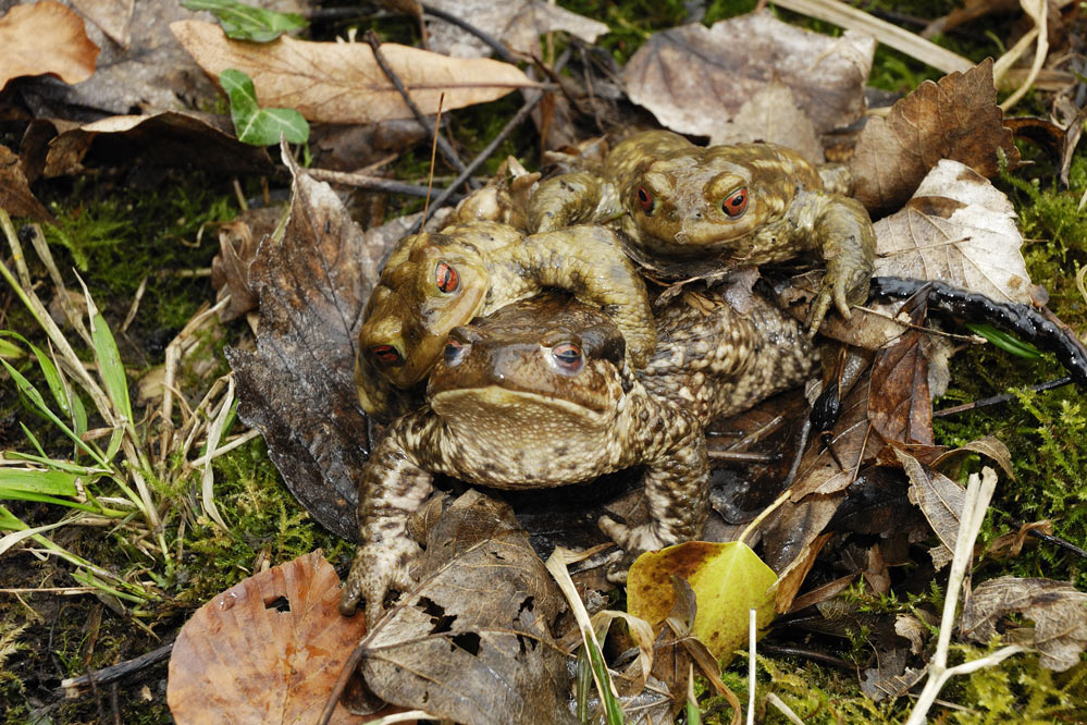 Crapaud commun (femelle avec deux mâles en amplexus)