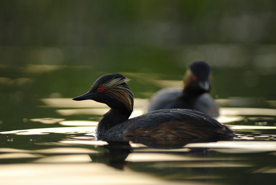 Grèbe à cou noir ( couple )