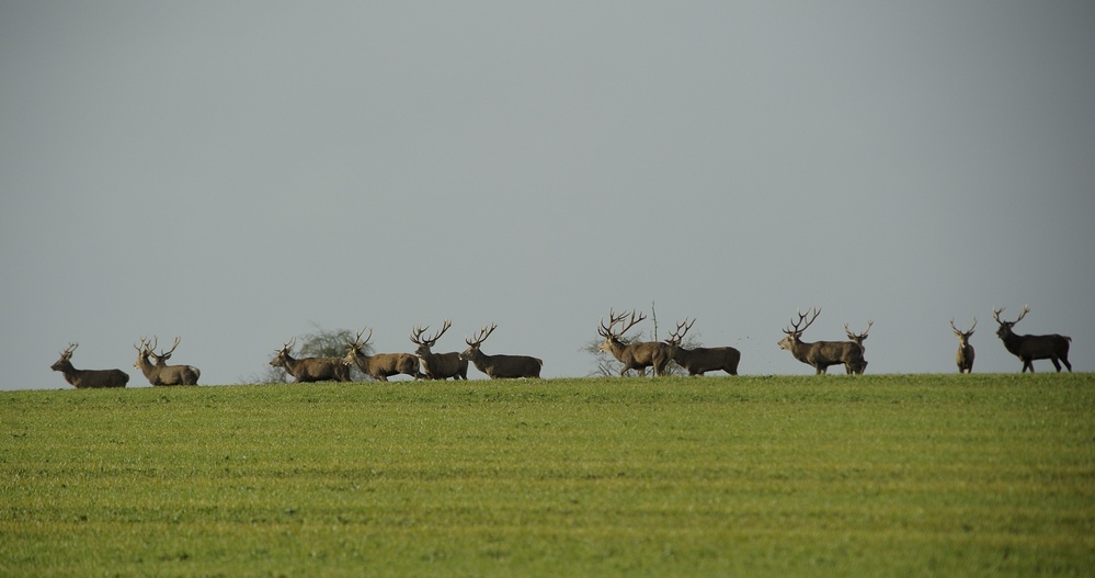 Harde de cerfs en plaine