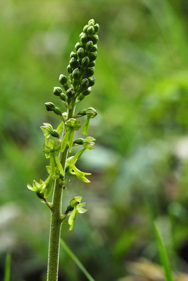 Orchidée sauvage ( listera ovata )