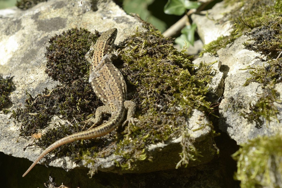 Lézard des murailles en phase de mue.