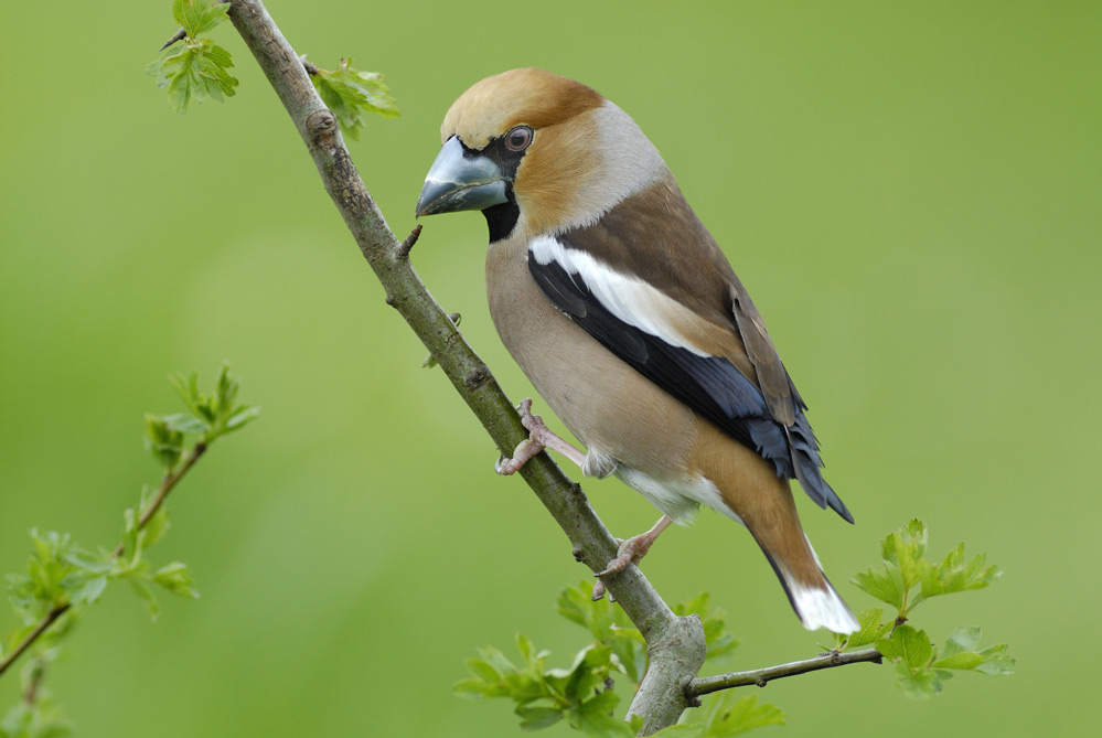 Gros bec mâle ( plumage été)