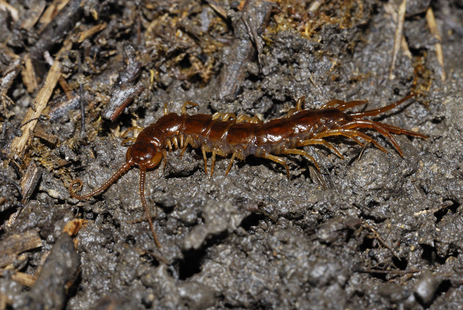 Myriapode ( Lithobius variegatus ).