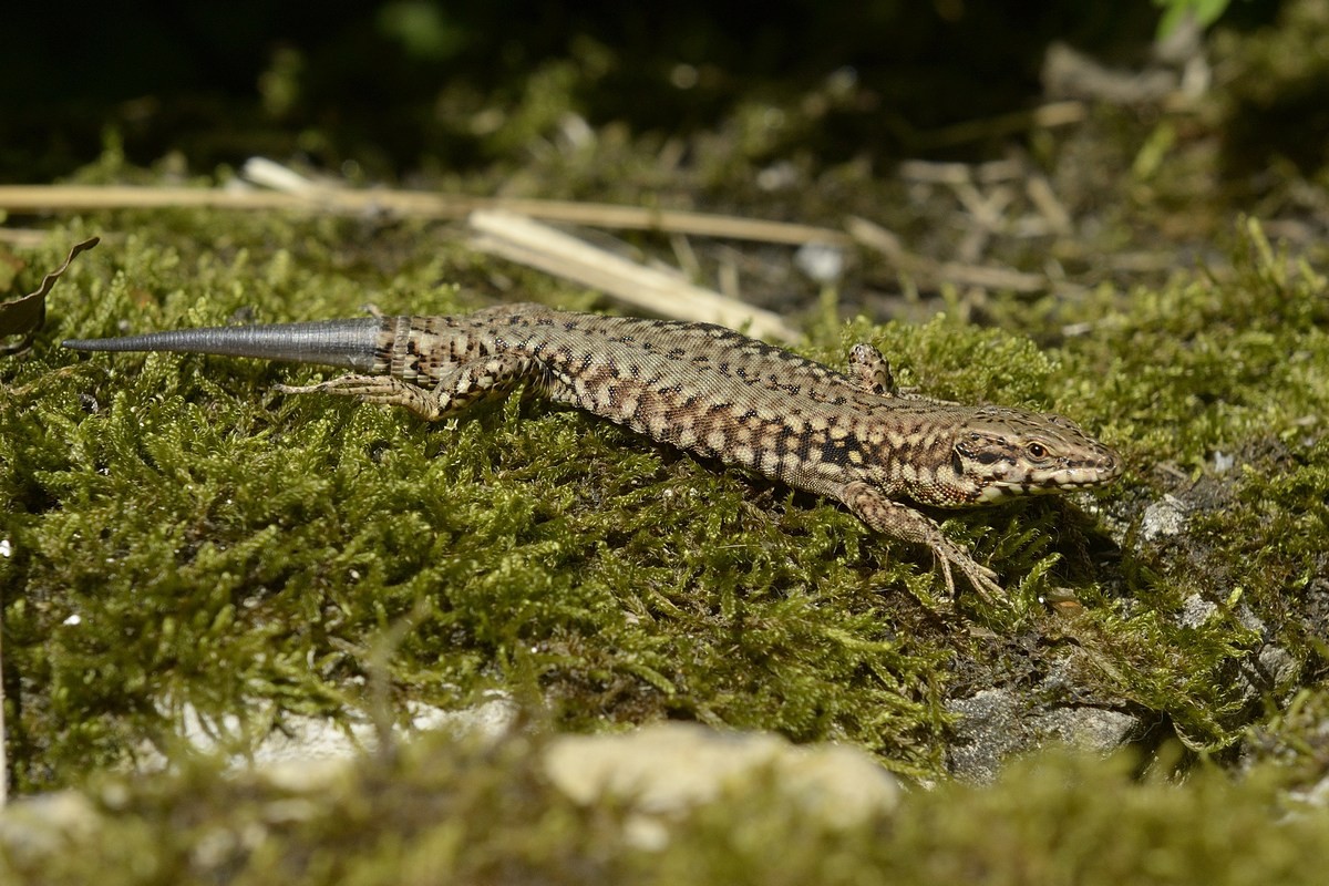 Lézard des murailles avec queue régénérée.